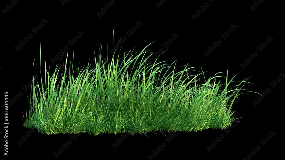 Wall mural grass wind noise loop on alpha channel. element footage place on footage or background and easier to