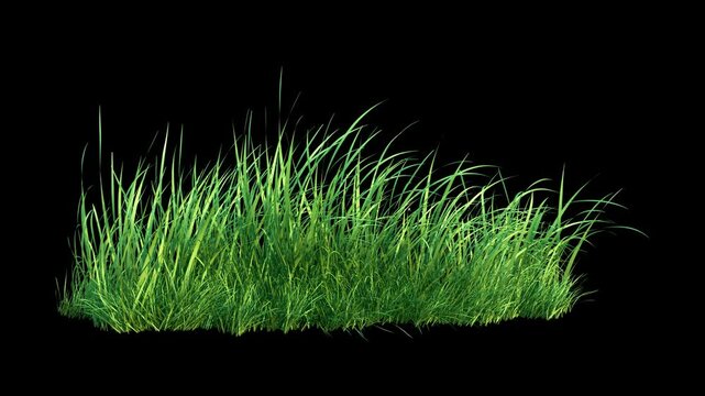 Grass Wind Noise Loop on Alpha Channel. Element footage place on footage or background and easier to adjust colour.