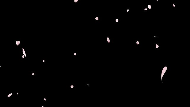 Cherry Blossom Petals Falling Loop on Alpha Channel. Cherry blossom petal falling with alpha channel you can place on footage or background and easier to change colour on seamless loop.