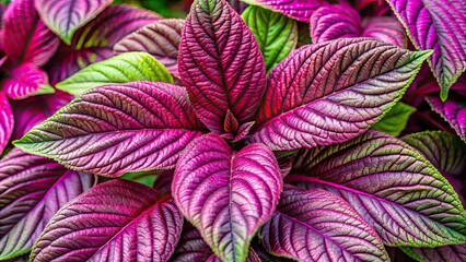 Vibrant close-up shot of fresh amaranth leaves, highlighting its nutrient-rich and versatile qualities, amaranth