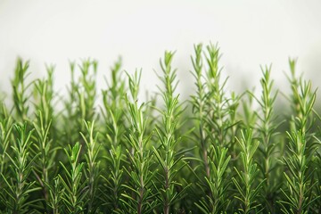 Obraz premium Rosemary farm