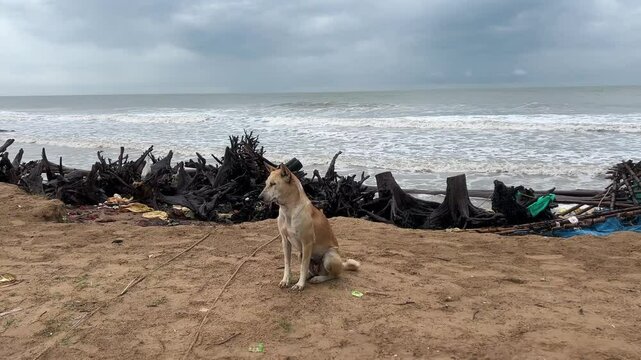 A local Indian breed dog sitting in a beach with sands in foreground
