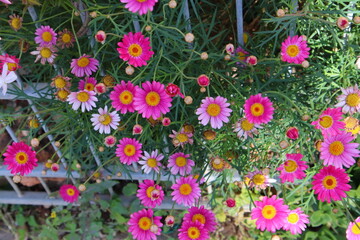 flowers in the garden