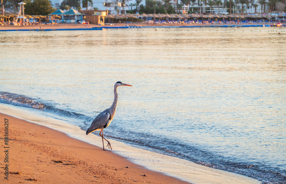 Wall mural Gray heron fishing on the beach of the Red Sea. Naama Bay beach, Sharm El Sheikh, Egypt