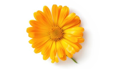 Calendula flower isolated on white background with space for text Overhead view