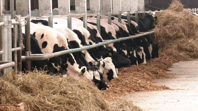 Cows in the stable while eating hay. organic raised cows. Many cows on a dairy farm. Milk production, beef production
