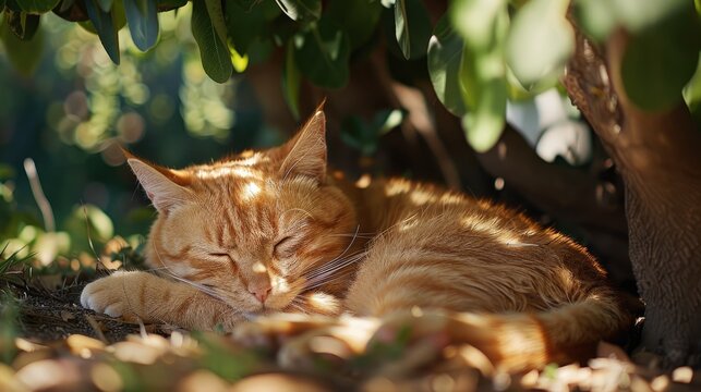 Cat relaxes in shade