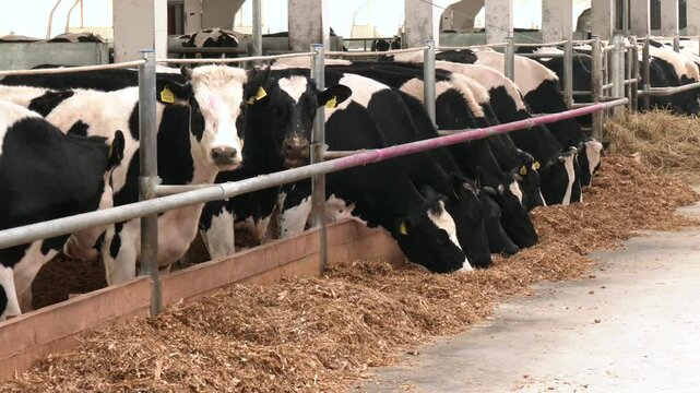 Cows in the stable while eating hay. organic raised cows. Many cows on a dairy farm. Milk production, beef production
