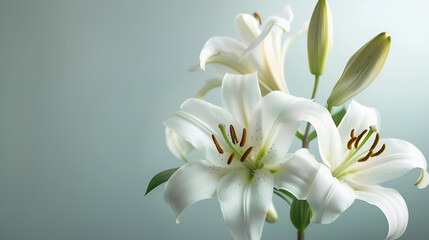 Naklejka premium Beautiful white lilies on light background ai generative