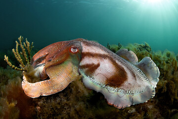 Australian Giant Cuttlefish