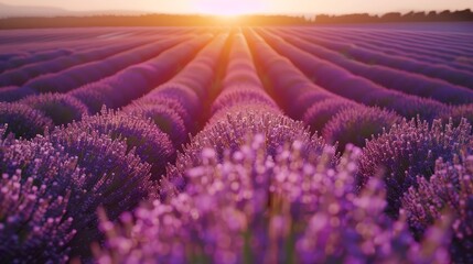 Fototapeta premium Expansive lavender fields in full bloom under a stunning sunset, showcasing the beauty and tranquility of the countryside.