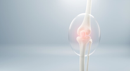 3D Bone knee joint, Healthy human skeleton anatomy isolated on soft background. 3d rendering.