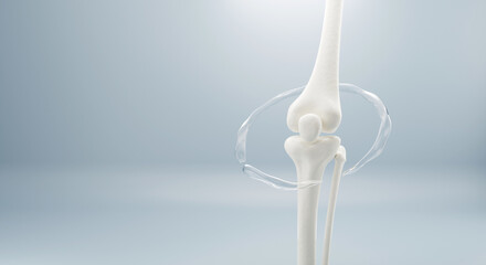 3D Bone knee joint, Healthy human skeleton anatomy isolated on soft background. 3d rendering.