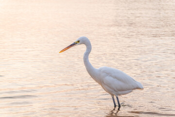 Great egret (Ardea alba), a medium-sized white heron fishing on the sea beach