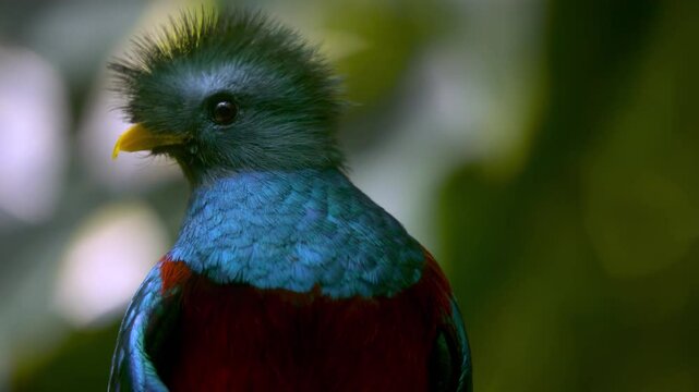 Beautiful close up shot of a quetzal looking around the cloud forest in Guatemala.