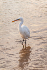 Great egret (Ardea alba), a medium-sized white heron fishing on the sea beach