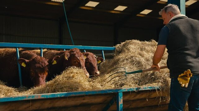 Male farm worker using pitchfork to feed cattle in barn with hay using pitchfork - shot in slow motion