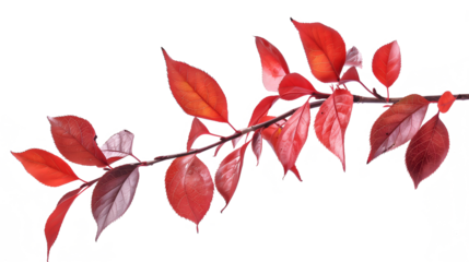 a branch with clear red foliage on a transparent background