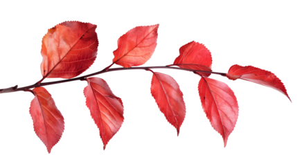 a branch with clear red foliage on a transparent background