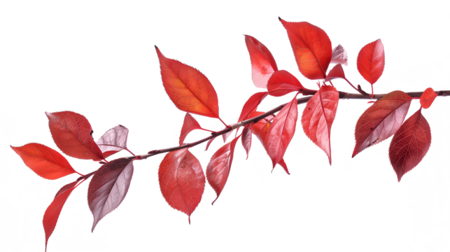 a branch with clear red foliage on a transparent background