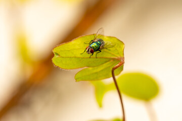 Close-up of a  common green bottle fly (Lucilia sericata) on a leaf. It belongs to the family of...