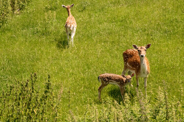 A doe and her fawn in the pasture. A third deer runs away