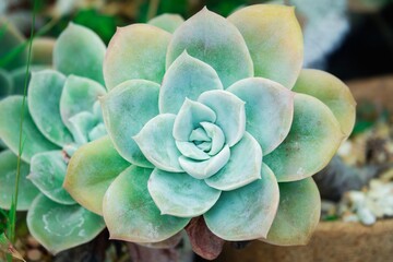 A small green flower with a yellow center. The flower is surrounded by dirt and rocks