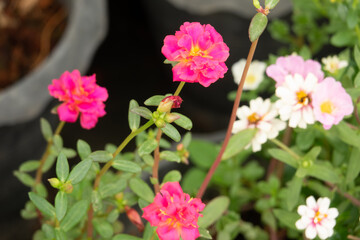 A bunch of pink flowers with yellow centers are in a pot. The flowers are in a vase with a black background