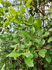 leaves of vegetable garden plants