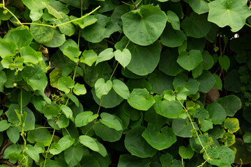 A lush green plant with leaves that are green and leafy. The plant is growing on a wall