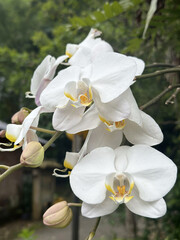 Moon orchid