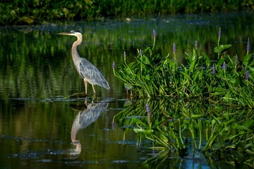 great blue heron standing in a pond with green foliage and purple flowers reflecting in the water