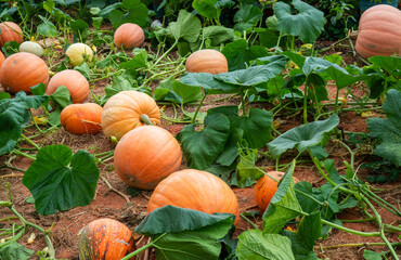 Obraz premium Pumpkin patch with large, ripe pumpkins and lush green vines
