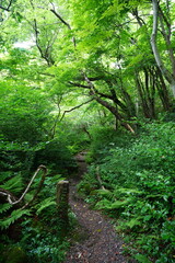 refreshing spring pathway in the gleaming sunlight