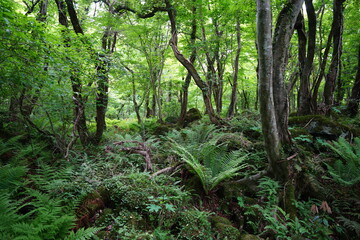 fresh ferns in primeval forest