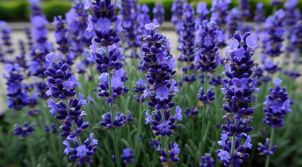 Obraz premium lavender field in region