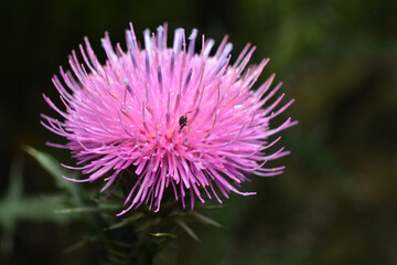 A device for heating water, a boiler, of small size lies on a white background.