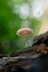 Mycena galericulata, common bonnet, the toque mycena, the common mycena or the rosy-gill fairy helmet