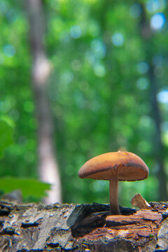 Gymnopilus sapineus, commonly known as the scaly rustgill or common and boring gymnopilus,