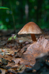 Conocybe rickenii, inedible mushroom