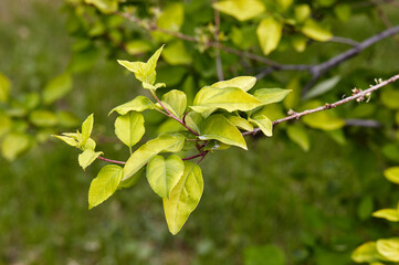 Forsythia branch with green leaves on a sunny day. Forsythia bush in spring