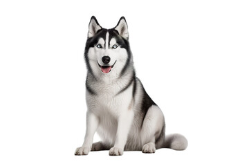 Fototapeta premium Realistic Siberian Husky dog illustration, black and white canine portrait with blue eyes, pet clipart PNG for design isolated on Transparent Background