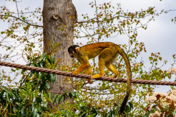 Squirrel monkey (Saimiri) in London Zoo, UK