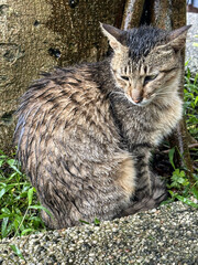 Cat Caught in the Rain.