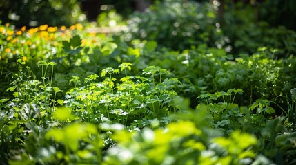 A summer herb garden filled with robust cilantro plants, their green foliage creating a lush, fragrant landscape under the bright, warm sunlight.