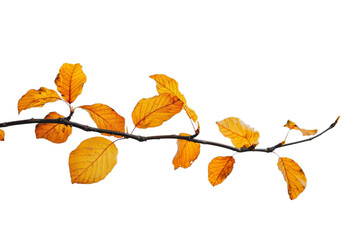 Obraz premium closeup, Elegant autumn branch, bare branch with a few golden leaves clinging, minimalist composition, isolated white background.