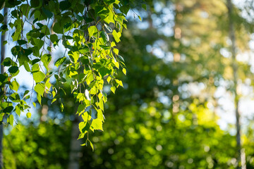 green birch leaves branches. bokeh background. Nature spring background.