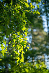 green birch leaves branches. bokeh background. Nature spring background.