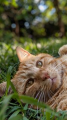 orange cat laying on the grass