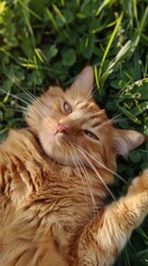 orange cat laying on the grass